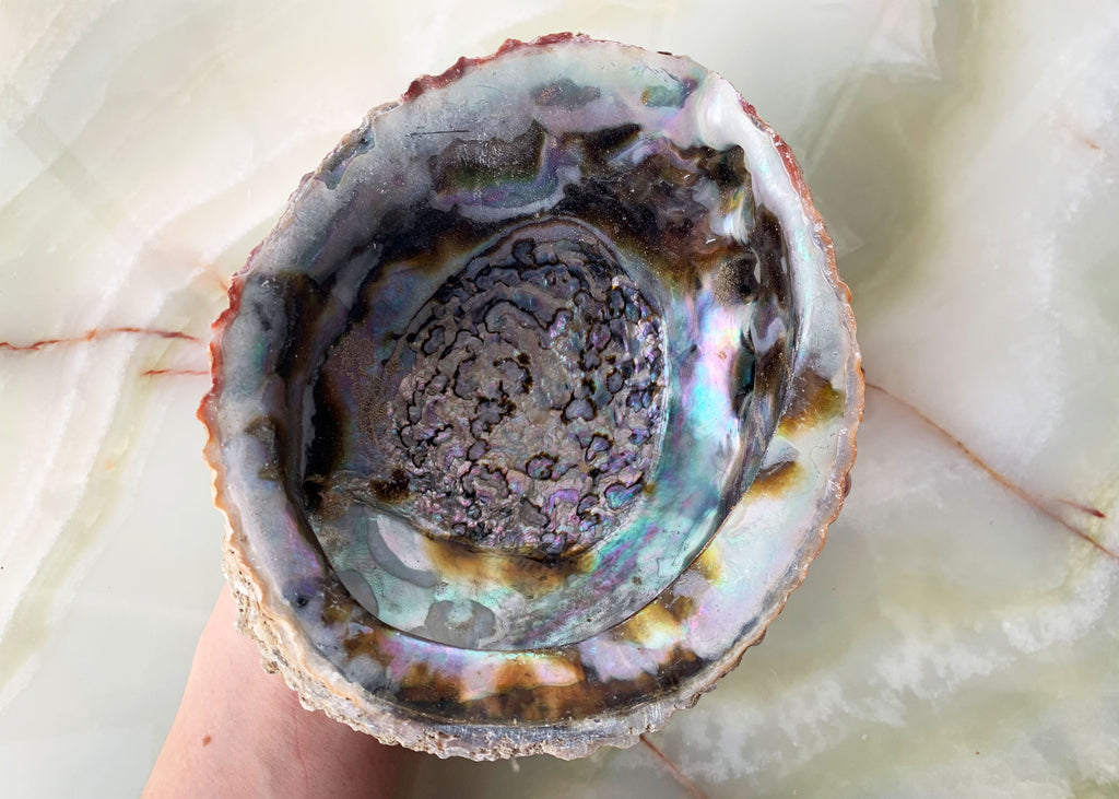 New Zealand Abalone/ Paua Shell