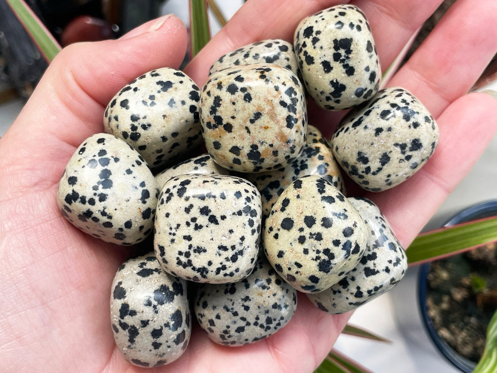 Dalmatian Jasper Tumblestone