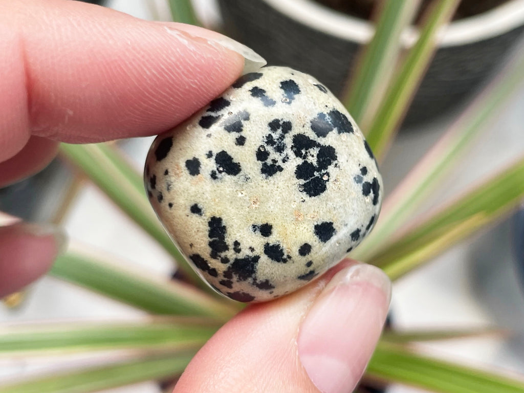 Dalmatian Jasper Tumblestone
